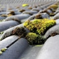 How to Effectively Remove Moss and Algae from Your Home's Exterior