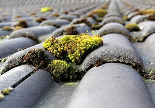 How to Effectively Remove Moss and Algae from Your Home's Exterior